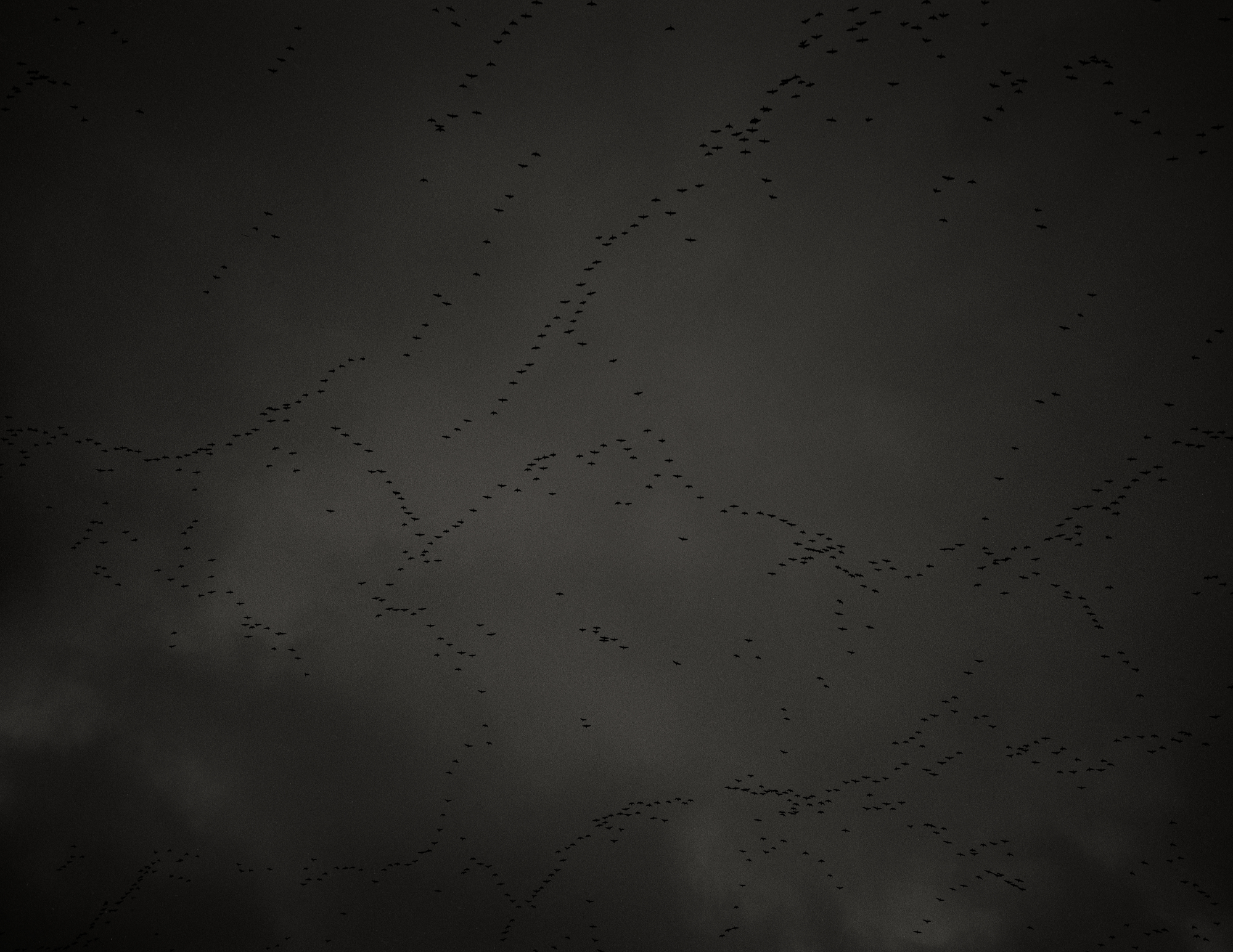 Black and white photograph of skeins of pink-footed geese at dusk.