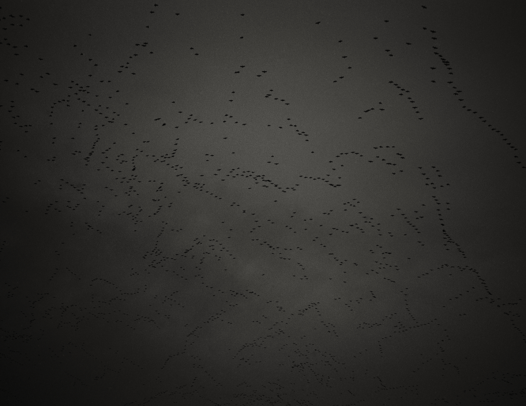 Black and white photograph of skeins of pink-footed geese at dusk.