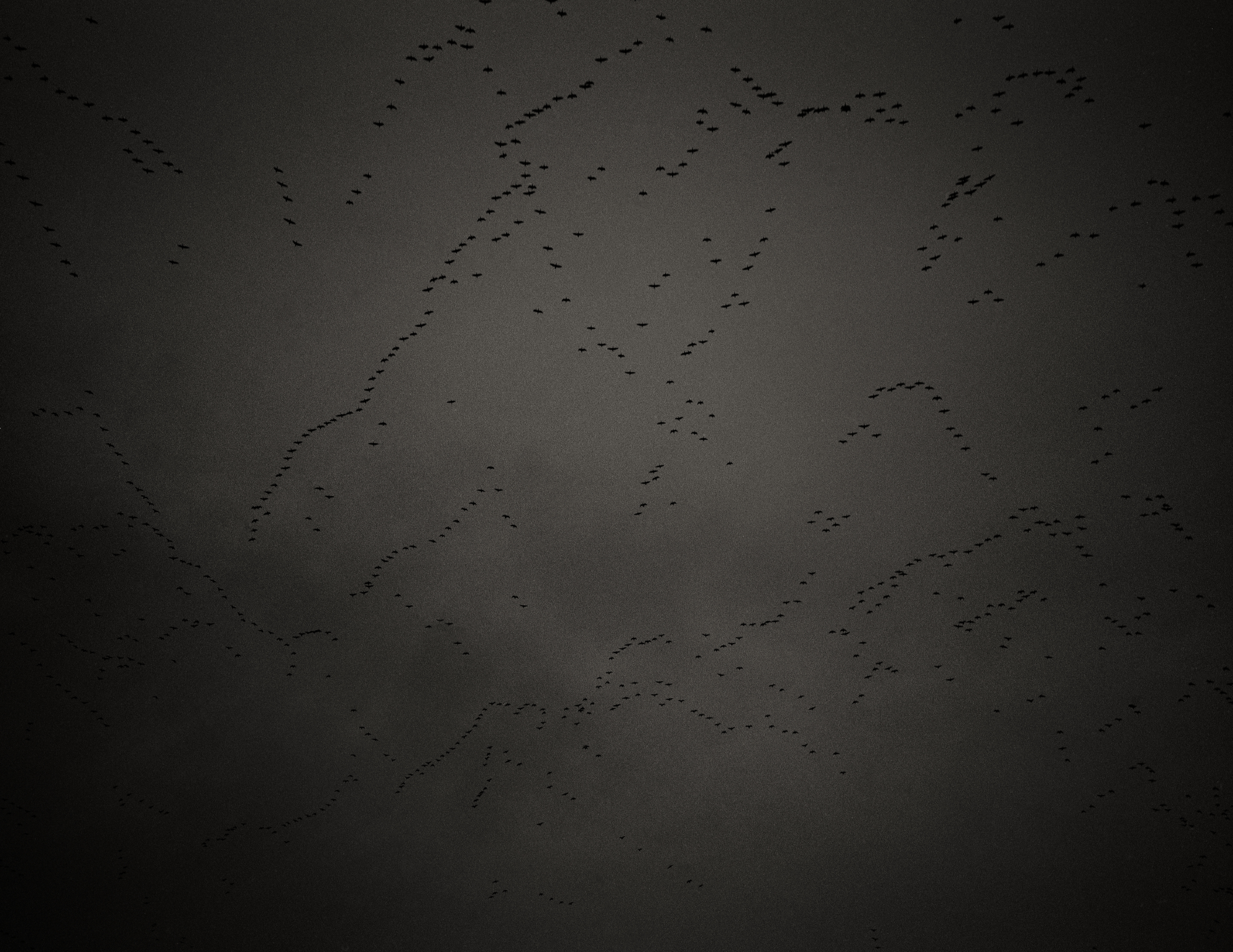 Black and white photograph of skeins of pink-footed geese at dusk.