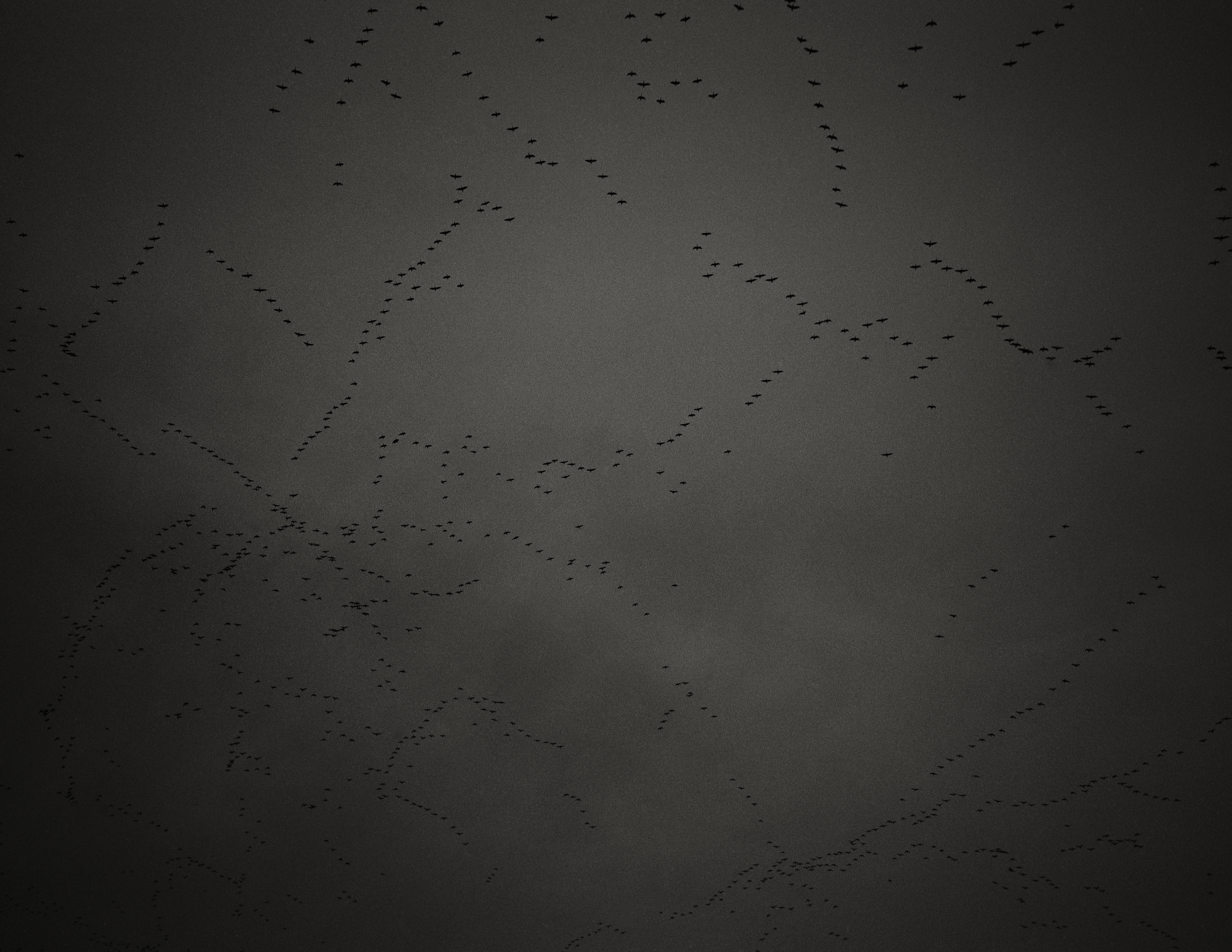 Black and white photograph of skeins of pink-footed geese at dusk.